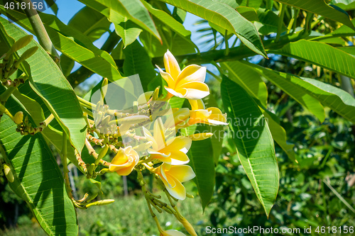 Image of Pretty yellow plumeria flowers on the tree