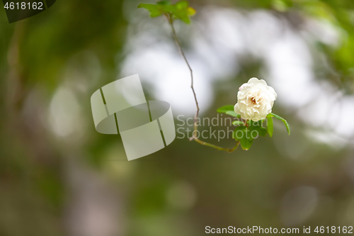 Image of a rose in the garden