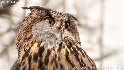 Image of owl with great orange eyes