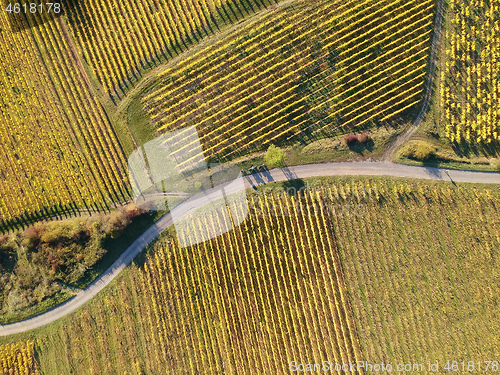 Image of a view over a vineyard at Alsace France in autumn light