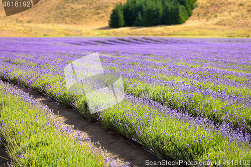 Image of lavender field in New Zealand