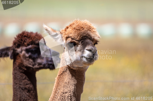 Image of Alpaca animal in New Zealand