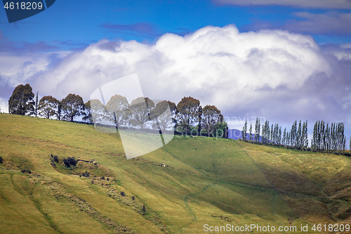 Image of row of trees in south New Zealand