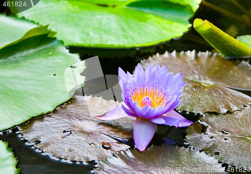 Image of Blue Water Lily