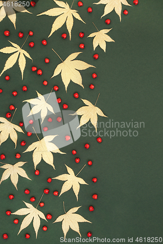 Image of Falling Japanese Golden Acer Leaves