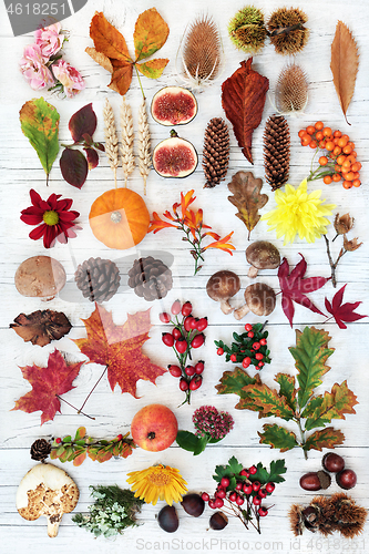 Image of Autumn Nature Study Composition