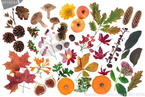 Image of  Nature Study in Autumn with Food Flora and Fauna