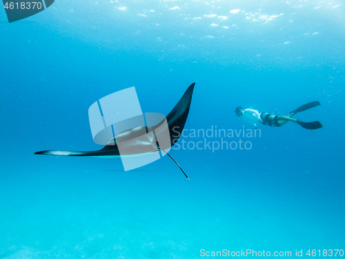 Image of Underwater view of hovering Giant oceanic manta ray, Manta Birostris , and man free diving in blue ocean. Watching undersea world during adventure snorkeling tour on Maldives islands.