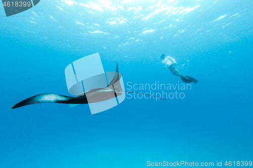 Image of Underwater view of hovering Giant oceanic manta ray, Manta Birostris , and man free diving in blue ocean. Watching undersea world during adventure snorkeling tour on Maldives islands.