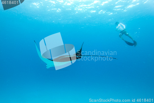 Image of Underwater view of hovering Giant oceanic manta ray, Manta Birostris , and man free diving in blue ocean. Watching undersea world during adventure snorkeling tour on Maldives islands.