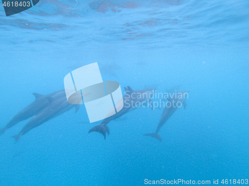 Image of Flock of dolphins playing in the blue water near Mafushi island, Maldives