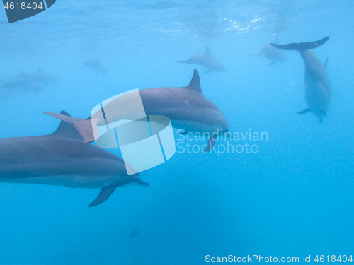 Image of Flock of dolphins playing in the blue water near Mafushi island, Maldives