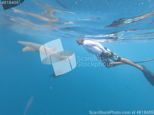 Image of Male free diver and nurse shurk, Ginglymostoma cirratum, hovering underwater in blue ocean.