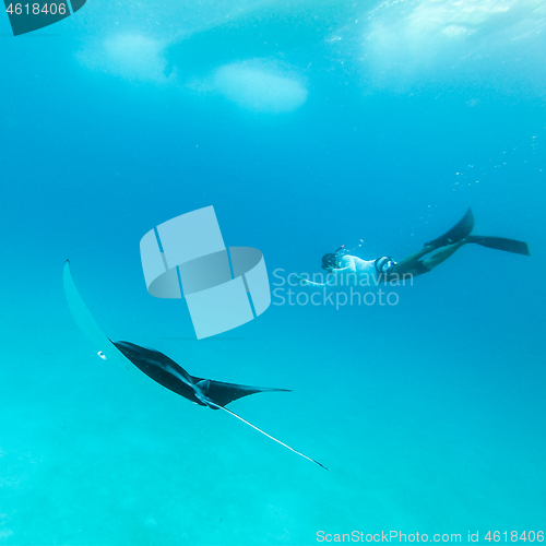 Image of Underwater view of hovering Giant oceanic manta ray, Manta Birostris , and man free diving in blue ocean. Watching undersea world during adventure snorkeling tour on Maldives islands.