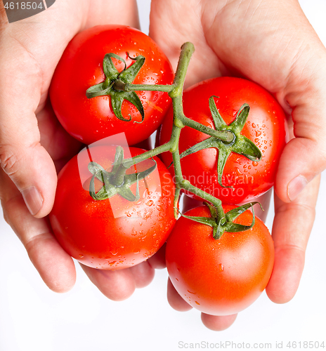 Image of Holding fresh red tomatoes just picked from the vine 