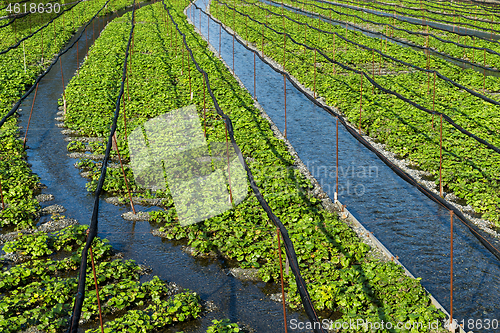 Image of Green Wasabi farm