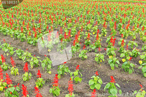 Image of Red Salvia