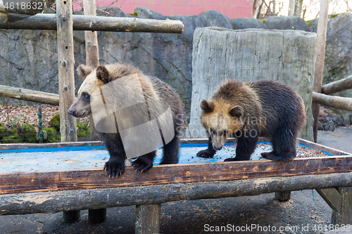 Image of Bear in zoo