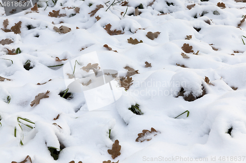 Image of Winter season and yellow leaves on snow