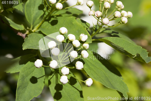 Image of Jasmine buds