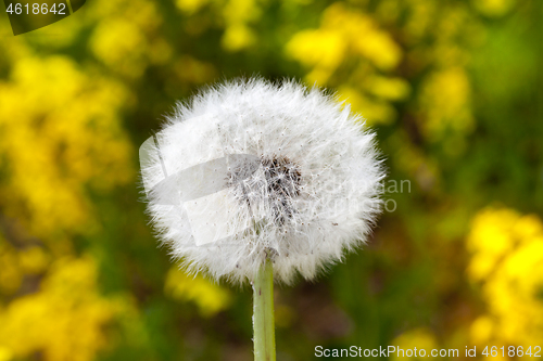 Image of White dandelions, spring
