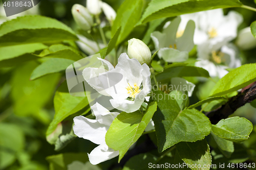 Image of Jasmine flower