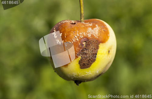 Image of Spoiled crop of apples