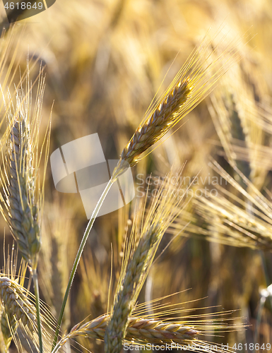 Image of Ears of ripe wheat
