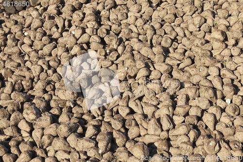 Image of harvested sugar beet crop closeup