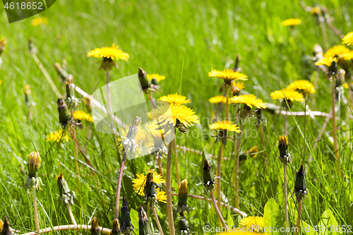 Image of dandelions in morning