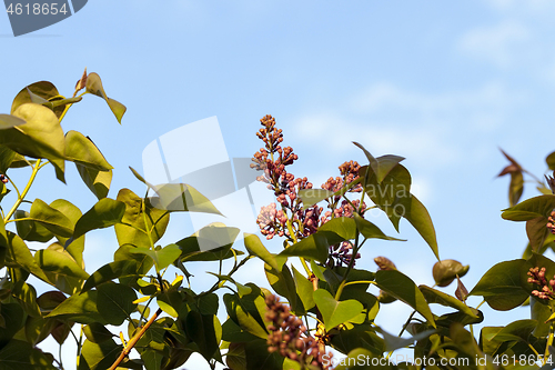 Image of closed lilac bud