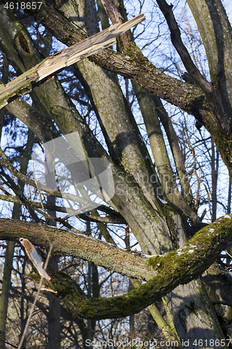 Image of Tree bark, close-up