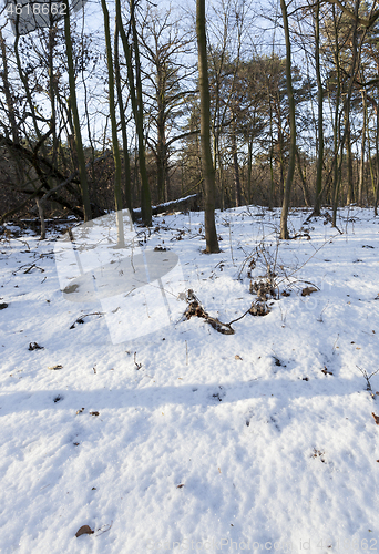 Image of broken trees