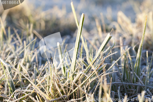 Image of green grass in the frost