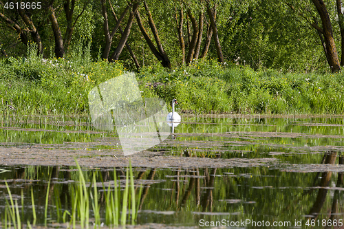 Image of swan in the lake