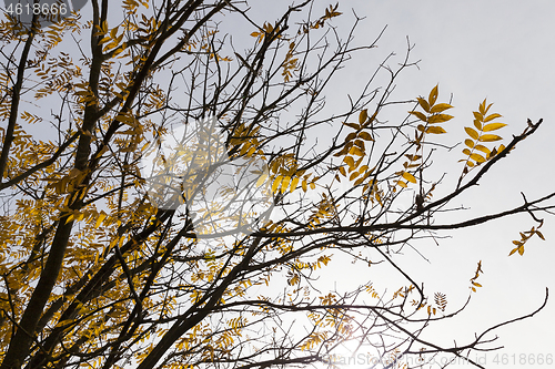 Image of Trees in autumn