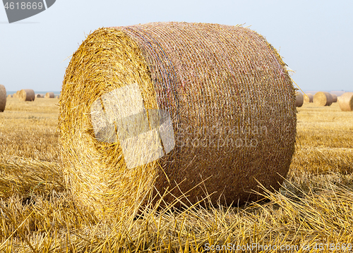 Image of harvest in summer.