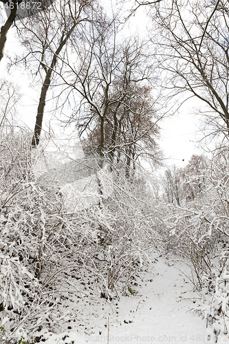 Image of snow-covered trees and bushes