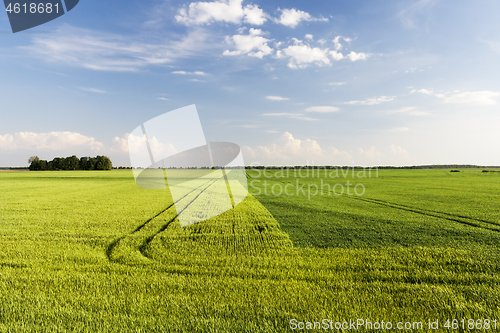 Image of wheat and rye