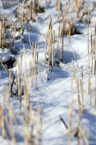 Image of Winter on the field