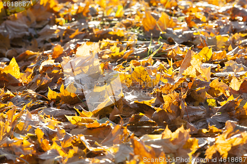 Image of dry fallen maple leaves on the ground