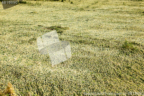 Image of Green ears of wheat