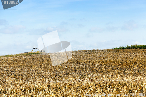 Image of harvested mature corn