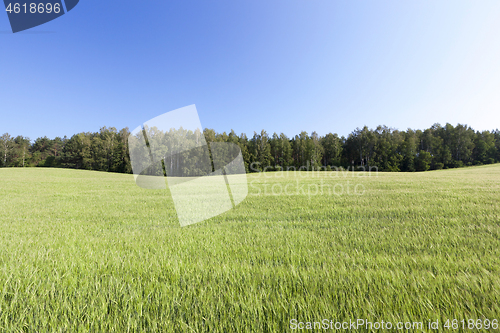 Image of Field with cereal