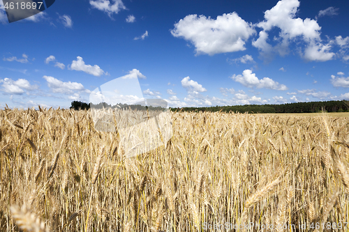 Image of Gold wheat field