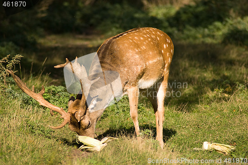 Image of Buck