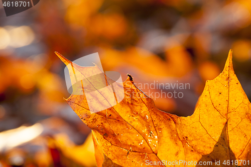 Image of Yellow foliage, autumn