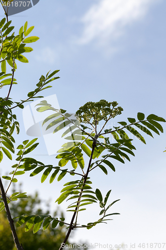 Image of Flower rowan tree