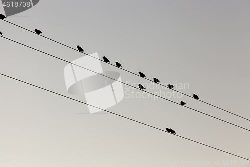 Image of a few birds on the lines of high-voltage poles