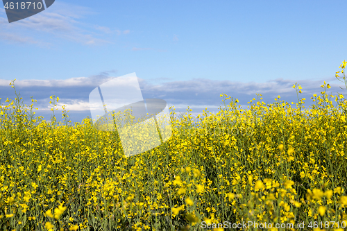 Image of yellow flower rape